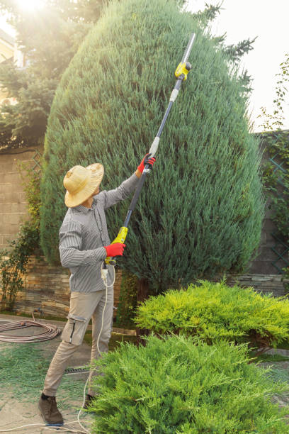 How Our Tree Care Process Works  in Ceres, CA